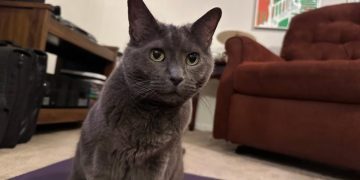 Words Your Cat Understands: Olga’s Language Skills