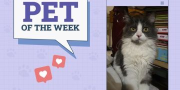 Catster Photo Contest: Cats of the Week Winners (November 1, 2024)