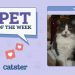 Catster Photo Contest: Cats of the Week Winners (November 1, 2024)