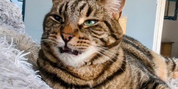 Would You Mind Keeping It Down? Cyril’s Strange Reaction to Sounds