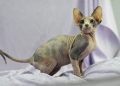 Mexican Hairless Cat Breed: Info, Pictures, Care & More