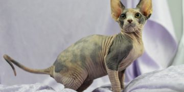 Mexican Hairless Cat Breed: Info, Pictures, Care & More