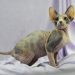 Mexican Hairless Cat Breed: Info, Pictures, Care & More