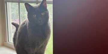 When Cats Eat a Wet Food-Only Diet: Olga’s Preferences