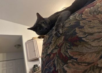 Is Your Cat a Stalker? Olga’s Creepy Ways