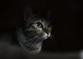 Should I Leave a Light on For My Cat? Vet-Approved Care Facts