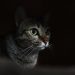 Should I Leave a Light on For My Cat? Vet-Approved Care Facts