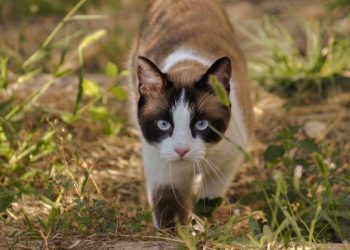 Where Do Outdoor Cats Sleep? 7 Places They Like to Curl Up (Vet-Reviewed)