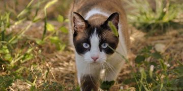 Where Do Outdoor Cats Sleep? 7 Places They Like to Curl Up (Vet-Reviewed)