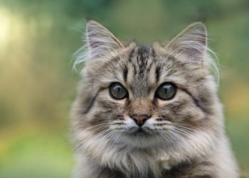How to Tell Cat Gender By Face? 3 Vet-Approved Ways