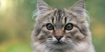 How to Tell Cat Gender By Face? 3 Vet-Approved Ways