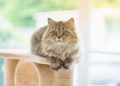 11 Cat Breeds With Manes Like a Lion (With Info & Pictures)
