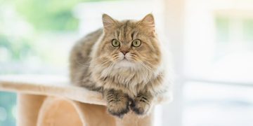 11 Cat Breeds With Manes Like a Lion (With Info & Pictures)