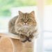 11 Cat Breeds With Manes Like a Lion (With Info & Pictures)
