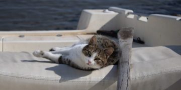 Do Cats Get Seasick? Vet-Reviewed Facts & Info