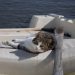 Do Cats Get Seasick? Vet-Reviewed Facts & Info