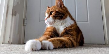 Alex Likes a Fresh Bowl: Litter Box Cleaning with 5 Cats