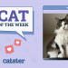 Catster Photo Contest: Cats of the Week Winners (November 28, 2024)