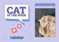 Catster Photo Contest: Cats of the Week Winners (November 14, 2024)