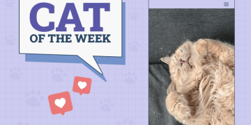 Catster Photo Contest: Cats of the Week Winners (November 14, 2024)