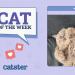 Catster Photo Contest: Cats of the Week Winners (November 14, 2024)