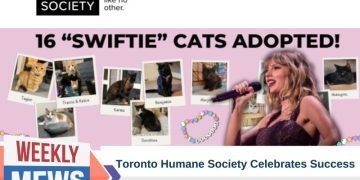 Toronto Humane Society Celebrates Success of Taylor Swift-Inspired Cat Adoption Campaign