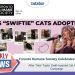 Toronto Humane Society Celebrates Success of Taylor Swift-Inspired Cat Adoption Campaign