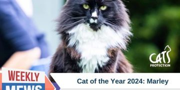 Celebrating Feline Heroes: Meet Marley, Cat of the Year 2024