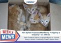 New Bylaw Proposes Mandatory “Chipping & Snipping” for Cats in New Zealand Which Could Protect Native Birds