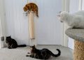 Dr. Karyn’s Feline Tried and Tested Home Improvements