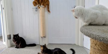 Dr. Karyn’s Feline Tried and Tested Home Improvements