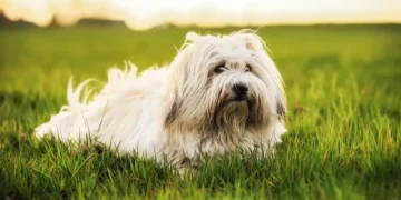 Small Dogs Who Are the Healthiest