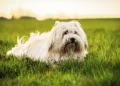 Small Dogs Who Are the Healthiest