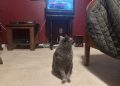 How Cats Respond to the Television: Olga’s Occasional Reactions