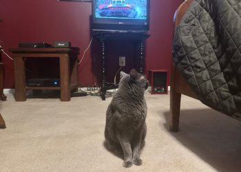 How Cats Respond to the Television: Olga’s Occasional Reactions