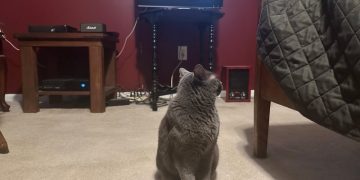 How Cats Respond to the Television: Olga’s Occasional Reactions