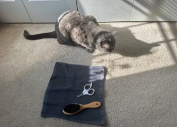 Cat Grooming Challenges: Olga’s Battle With the Brush