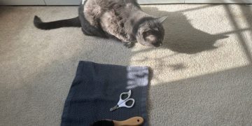 Cat Grooming Challenges: Olga’s Battle With the Brush