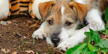Verminous Myelitis in Dogs: Symptoms, Causes, & Treatments