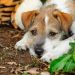 Verminous Myelitis in Dogs: Symptoms, Causes, & Treatments