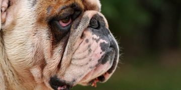 Episcleritis in Dogs: Symptoms, Causes, & Treatments