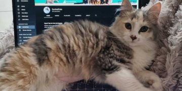 Preparing for a Kitten’s Arrival: How I Prepped for Ivy