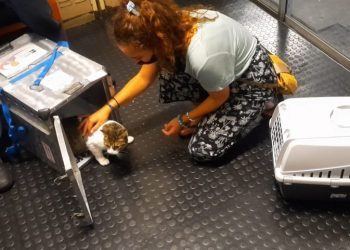 Cats Flying in Cargo: A Nightmare For the Cat & Owner