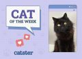 Catster Photo Contest: Cats of the Week Winners (November 8, 2024)