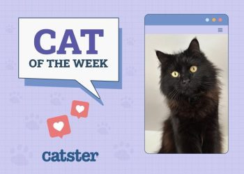 Catster Photo Contest: Cats of the Week Winners (November 8, 2024)