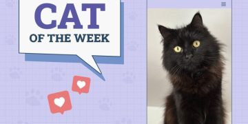 Catster Photo Contest: Cats of the Week Winners (November 8, 2024)