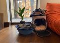 Mr. Anxiety or: How I Learned to Stop Worrying and Trust the Cat
