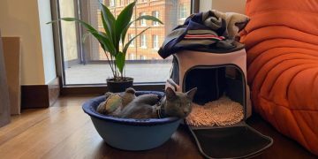 Mr. Anxiety or: How I Learned to Stop Worrying and Trust the Cat