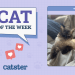 Catster Photo Contest: Cats of the Week Winners (November 21, 2024)