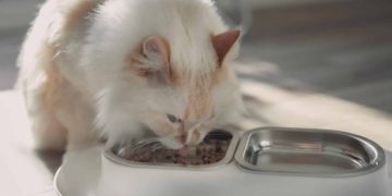 How Many Calories Should a Cat Eat? Vet-Reviewed Cat Feeding Guide